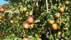 Apple-Tree-at-The-Glamping-Orchard