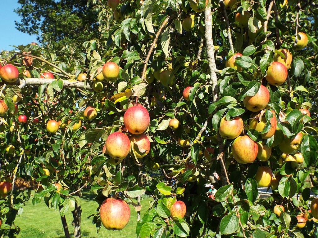 Apple-Tree-at-The-Glamping-Orchard